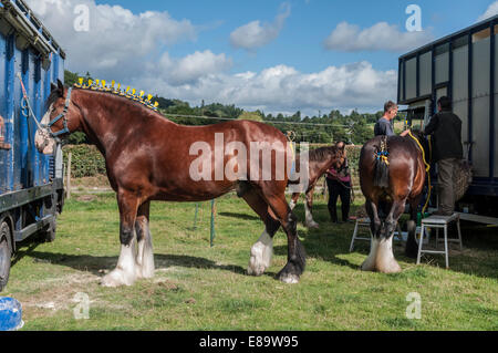 Shire cavallo o cavalli pesanti a Eglwysbach mostrano il Galles del Nord Foto Stock