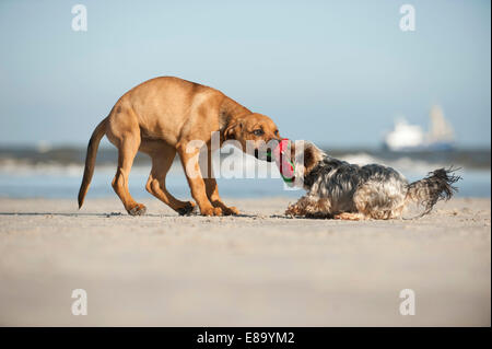 Un Yorkshire Terrier e una razza mista cucciolo giocando sulla spiaggia, Schleswig-Holstein, Germania Foto Stock