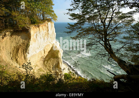 Il faggio sulla scarpata di chalk scogliere di Møns Klint, Møn o Moen Isola, Danimarca Foto Stock