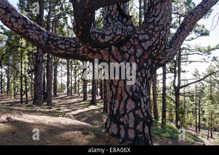 Vecchia Isola Canarie pine (Pinus canariensis) con i danni di un incendio, la Cumbre Vieja vicino a Fuencaliente, La Palma Isole Canarie Spagna Foto Stock