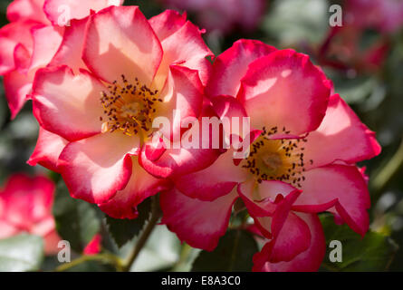 Cluster rosa in fiore Betty Boop. Vivace e graziosa fioriture color avorio con rosso brillante bordi e centri d'oro. Foto Stock