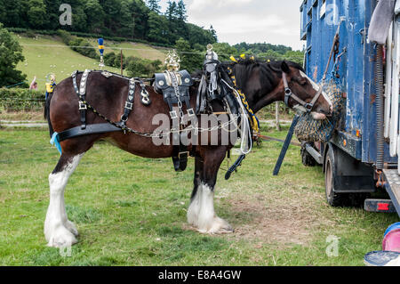 Shire cavallo o cavalli pesanti a Eglwysbach mostrano il Galles del Nord Foto Stock