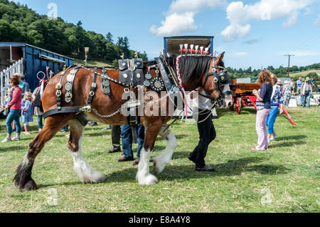 Shire cavallo o cavalli pesanti a Eglwysbach mostrano il Galles del Nord Foto Stock