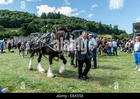 Shire cavallo o cavalli pesanti a Eglwysbach mostrano il Galles del Nord Foto Stock