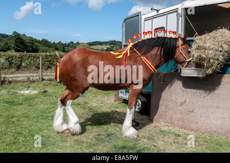 Shire cavallo o cavalli pesanti a Eglwysbach mostrano il Galles del Nord Foto Stock