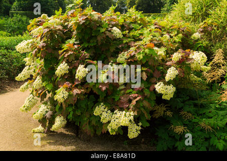 Oakleaf Hydrangea, Hydrangea quercifolia Foto Stock