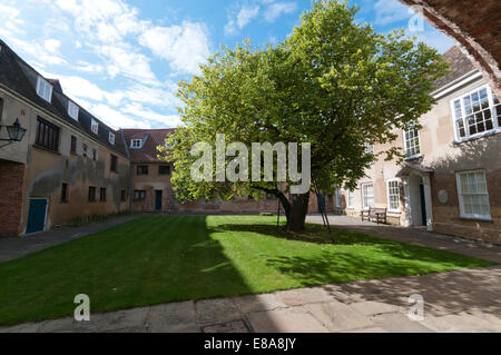 Judas Tree, Cercis siliquastrum, nel cortile del Thoresby College, King's Lynn, Norfolk. Dettagli in Descrizione. Foto Stock