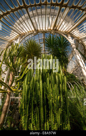 Dentro la casa delle palme nel giardino botanico , Belfast Foto Stock