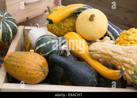 Malvern autunno RHS show 2014 vari zucche, zucche e squash Foto Stock