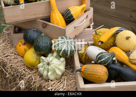 Malvern autunno RHS show 2014 vari zucche, zucche e squash Foto Stock