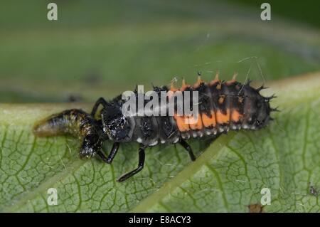 Coccinella asiatica - Harlequin Coccinella - multicolore di Asian Lady Beetle (Harmonia axyridis) larva sulla foglia di afide mangiare Foto Stock