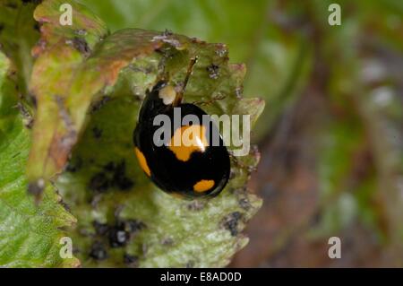 Coccinella asiatica - Harlequin Coccinella - multicolore di Asian Lady Beetle (Harmonia axyridis) mangiare afidi Foto Stock