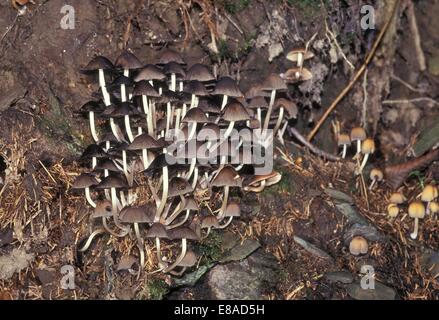 Fairie's cofani - Fairy Inkcap (Coprinus disseminatus - Coprinellus disseminatus) che cresce su un vecchio ceppo Foto Stock