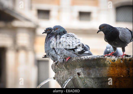 Piccioni in fontana Foto Stock