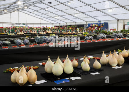 Malvern autunno RHS show 2014 display del vincitore del premio verdure Pomodori Cipolle Cavoli cappucci Foto Stock