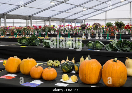 Malvern autunno RHS show 2014 display del vincitore del premio pumplins verdure, cavoli e dalie Foto Stock