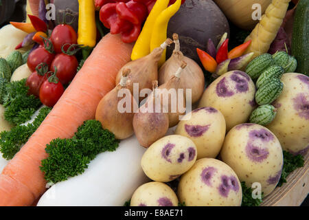 Malvern autunno RHS show 2014 Foto Stock