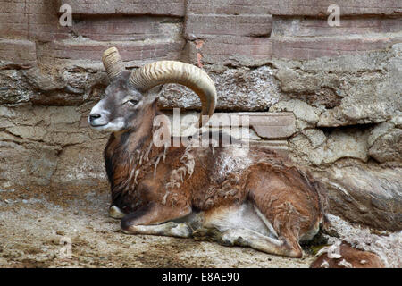 Muflone in zoo - capre di montagna con grandi corna giace sulla pietra Foto Stock