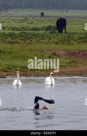 Oxford, Regno Unito. 3° Ott, 2014. Cigni guardare come un nuotatore gode di una nuotata mattutina. Mentre le temperature rimangono mite e le previsioni meteo per il fine settimana è per la pioggia. foto da Sidney Bruere/Alamy Live News Foto Stock