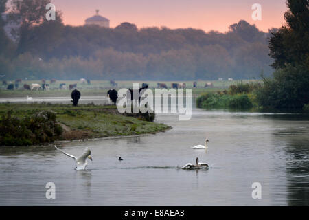 Oxford, Regno Unito. 3° Ott, 2014. Cigni terra sul fiume Tamigi a sunrise. Mentre le temperature rimangono mite e le previsioni meteo per il fine settimana è per la pioggia. foto da Sidney Bruere/Alamy Live News Foto Stock