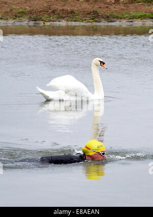 Oxford, Regno Unito. 3° Ott, 2014. Un cigno e aprire l'acqua nuotatore sono del collo e del collo nel Tamigi in Oxford. Mentre le temperature rimangono mite e le previsioni meteo per il fine settimana è per la pioggia. foto da Sidney Bruere/Alamy Live News Foto Stock