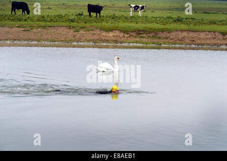 Oxford, Regno Unito. 3° Ott, 2014. Un cigno e nuotatore sono del collo e del collo nel Tamigi. Mentre le temperature rimangono mite e le previsioni meteo per il fine settimana è per la pioggia. foto da Sidney Bruere/Alamy Live News Foto Stock