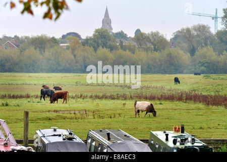 Oxford, Regno Unito. 3° Ott, 2014. Il bestiame pascola in porto prato in Oxford. Mentre le temperature rimangono mite e le previsioni meteo per il fine settimana è per la pioggia. foto da Sidney Bruere/Alamy Live News Foto Stock