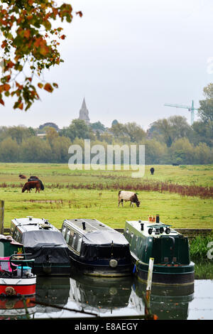 Oxford, Regno Unito. 3° Ott, 2014. Il bestiame pascola in porto prato in Oxford. Mentre le temperature rimangono mite e le previsioni meteo per il fine settimana è per la pioggia. foto da Sidney Bruere/Alamy Live News Foto Stock