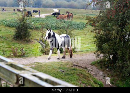 Oxford, Regno Unito. 3° Ott, 2014. Pony Porta a Prato in Oxford. Mentre le temperature rimangono mite e le previsioni meteo per il fine settimana è per la pioggia. foto da Sidney Bruere/Alamy Live News Foto Stock