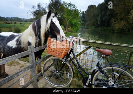 Oxford, Regno Unito. 3° Ott, 2014. Un pony ispeziona un cesto in vimini su una bicicletta sul ponte del Tamigi vicino a Port Meadow, Oxford. Mentre le temperature rimangono mite e le previsioni meteo per il fine settimana è per la pioggia. foto da Sidney Bruere/Alamy Live News Foto Stock