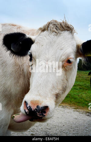 Oxford, Regno Unito. 3° Ott, 2014. In prossimità di uno stupido vacca Porta a Prato. Mentre le temperature rimangono mite e le previsioni meteo per il fine settimana è per la pioggia. foto da Sidney Bruere/Alamy Live News Foto Stock