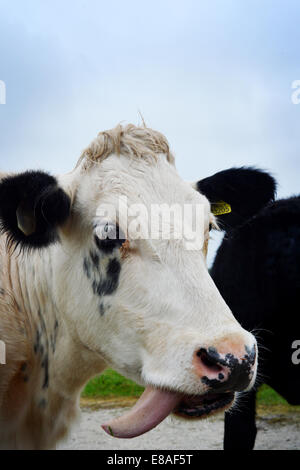 Oxford, Regno Unito. 3° Ott, 2014. In prossimità di uno stupido vacca Porta a Prato. Mentre le temperature rimangono mite e le previsioni meteo per il fine settimana è per la pioggia. foto da Sidney Bruere/Alamy Live News Foto Stock