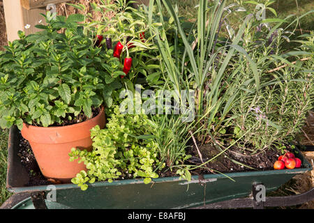 Malvern autunno RHS show 2014 varie erbe menta maggiorana peperoncino e rosmarino Foto Stock