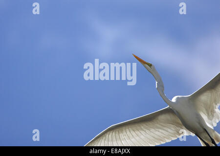 Basso angolo vista del cielo blu e airone bianco maggiore (Ardea alba) in volo, Gran Inagua, Bahamas Foto Stock