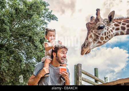 Sogghignando bambina sulle spalle dei padri una giraffa di alimentazione allo zoo Foto Stock