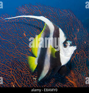 Longfin bannerfish underwater Foto Stock