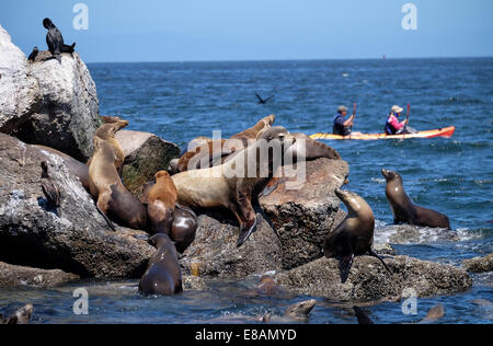 Le guarnizioni di tenuta del porto e la California i leoni di mare sulle rocce di Monterey Bay Foto Stock