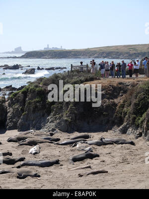 Tourist guarda l'Elefante guarnizioni sulla spiaggia in California Foto Stock