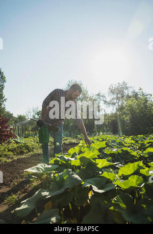 Giardiniere tenendo la zappa e annaffiatoio tendente al patch di zucchine Foto Stock