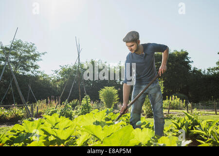 Giardiniere zappando nella patch di zucchine Foto Stock
