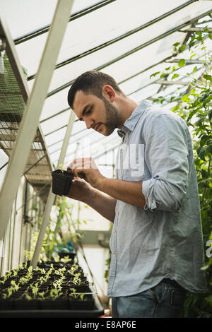 Giardiniere lavora in serra Foto Stock