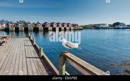 Seagull e pescatori rorbuer cabine in Svolvaer harbour nelle Isole Lofoten in Norvegia Foto Stock