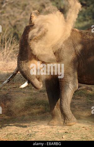 Elefante africano (Loxodonta africana) avente un bagno di polvere, Parco Nazionale di Mana Pools, Zimbabwe Foto Stock