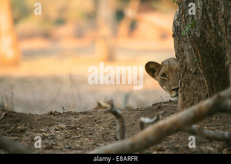 Lion cub (panthera leo) spiata da dietro un tronco di albero, Parco Nazionale di Mana Pools, Zimbabwe Foto Stock