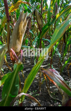 Orecchio di mais su una levetta in maizefield / cornfield / campo di granturco Foto Stock
