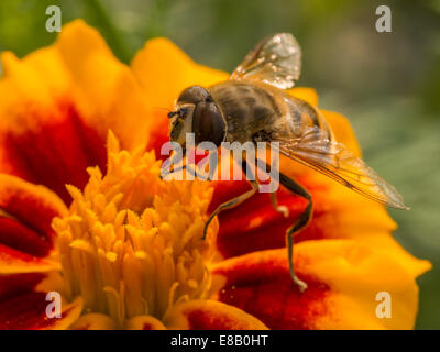 Wasp in appoggio su un luminoso e fiori colorati Foto Stock