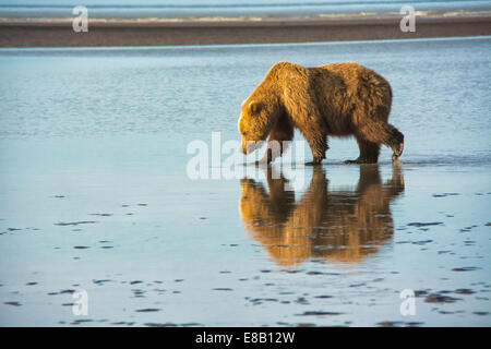 Adulto Orso grizzly, Ursus arctos, camminando sul tidal flats del Cook Inlet, Alaska, STATI UNITI D'AMERICA Foto Stock