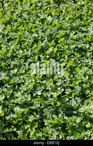 Trifoglio verde sul prato, immagine orizzontale Foto Stock