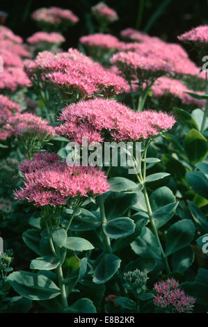 Close up di Sedum Spectabile Carmen' Foto Stock