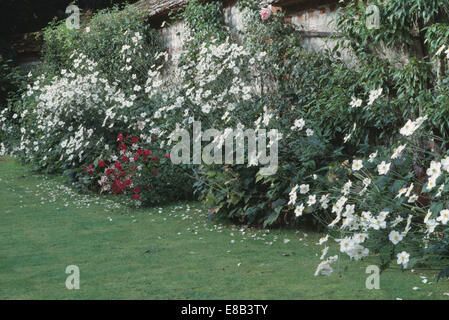 Anemone bianca hybrida Honorine Jobert' in bianco a tema confine estivo nel grande giardino murato Foto Stock